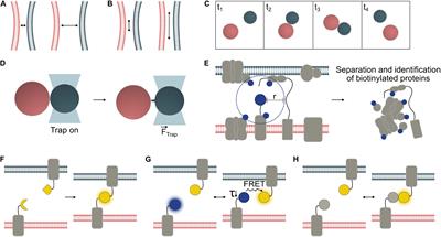It Started With a Kiss: Monitoring Organelle Interactions and Identifying Membrane Contact Site Components in Plants